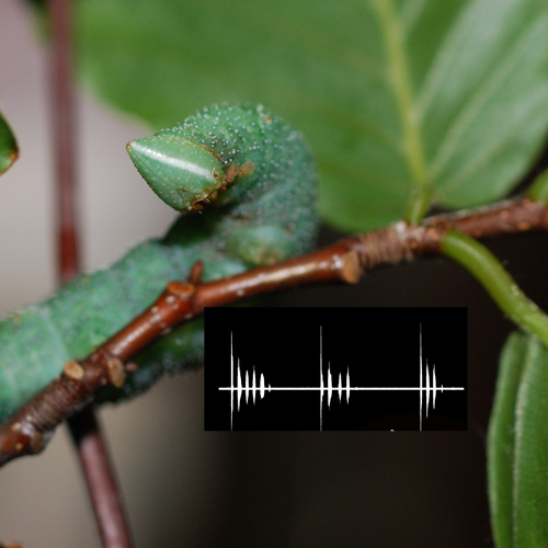 Caterpillar Acoustics